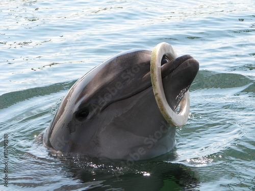Dolphins from Eupatoria, year 2006