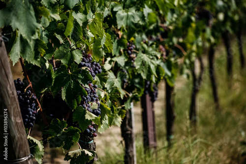 tractor vineyard - viticulture