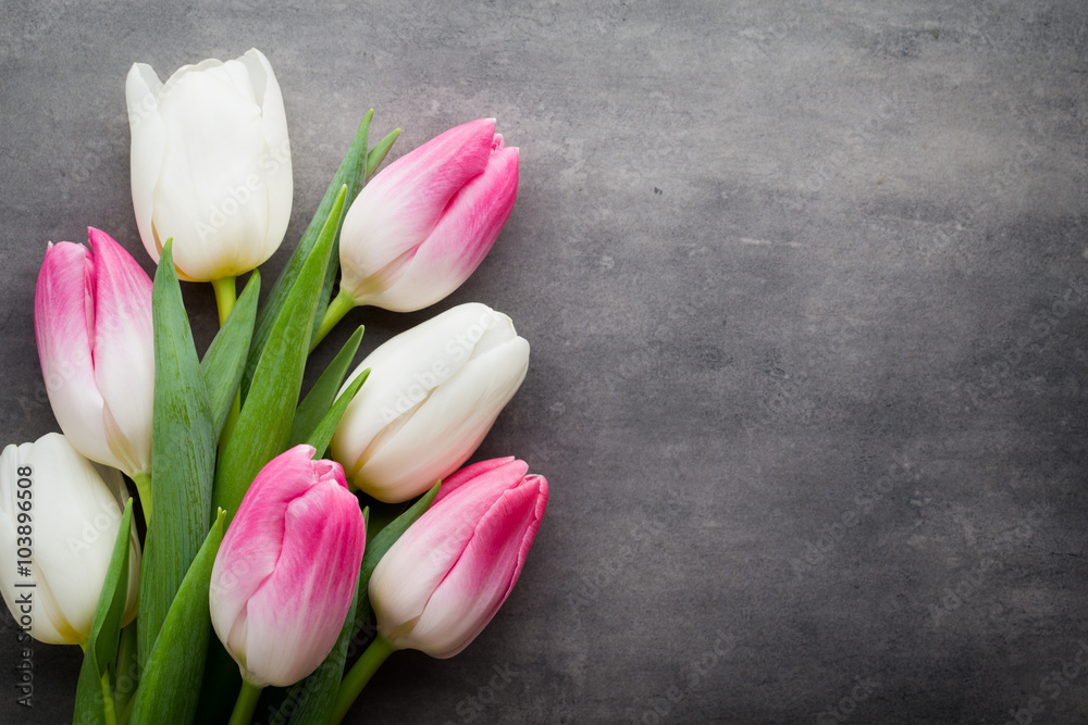More tulip on the grey background. More tulip on the grey background.
