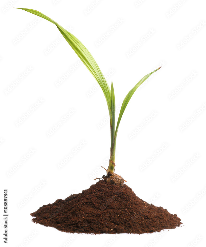 Young oil palm tree Young oil palm tree