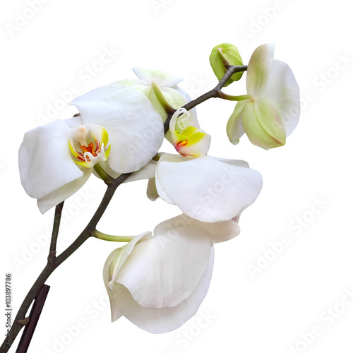 white orchids flower