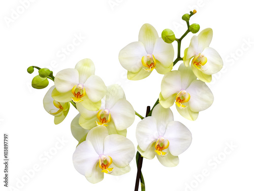 Fototapeta Naklejka Na Ścianę i Meble -  orchids flower