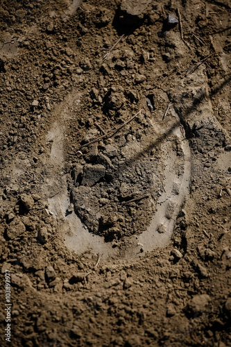 horseshoe - print