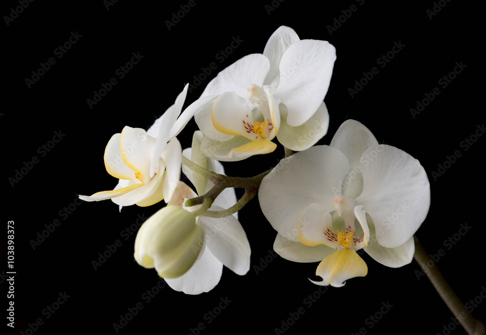 The branch of white orchid isolated on black The branch of white orchid isolated on black
