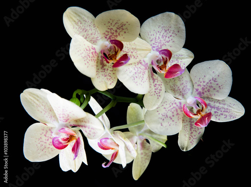 Fototapeta Naklejka Na Ścianę i Meble -  The branch of white orchid isolated on black
