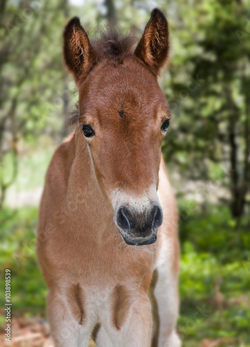 Wildhorse foal, Lojsta Hed, Sweden. Vildhäst föl i skogen, Sverige