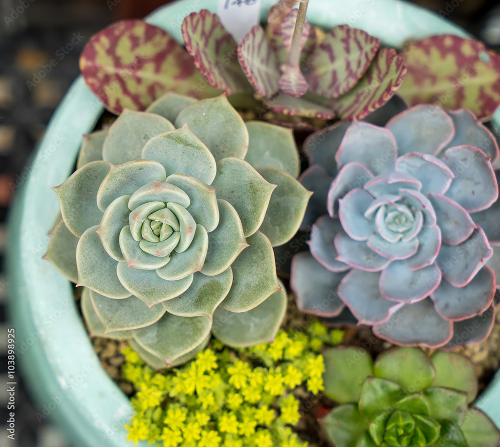 Miniature succulent plants Miniature succulent plants