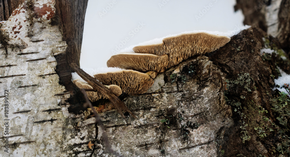 Fototapeta premium wood mushrooms