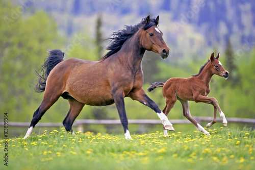 Fotografia Bay Mare Horse  and Foal galloping together in spring meadow