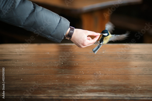 Flying yellow tit feeding with hand