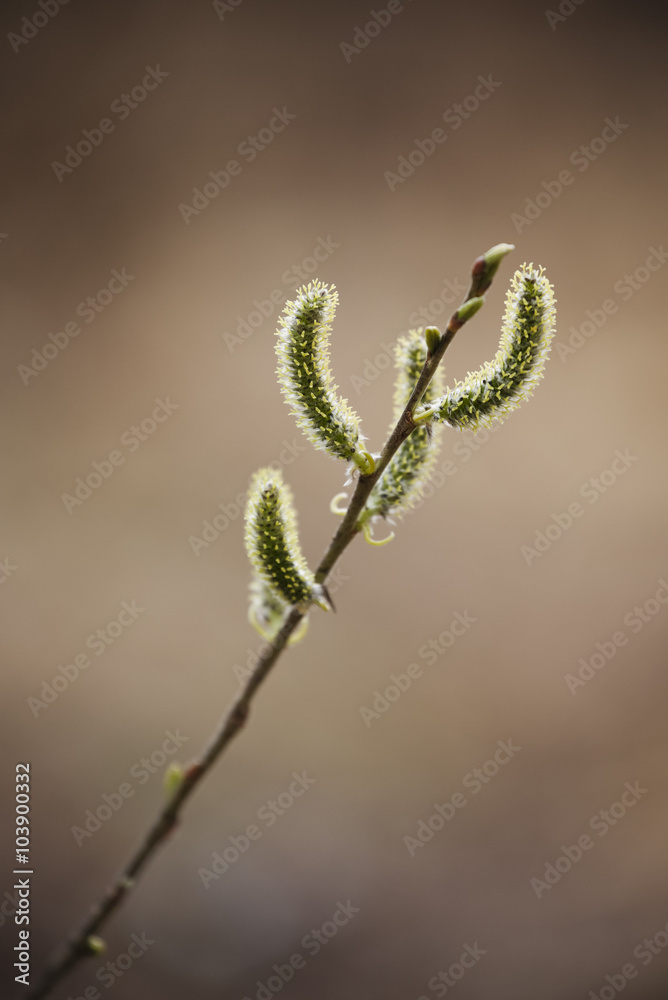 Yellow-green twig with buds at the spring Yellow-green twig with buds at the spring