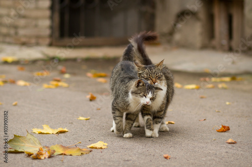 Walking couple of two loving cats