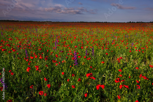 Poppy field