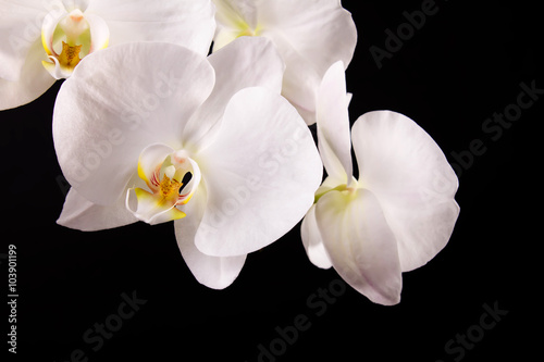 branch white orchid and black background