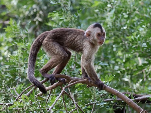 Photography capuchin monkey cub on tree branch