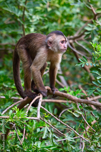 capuchin monkey cub on tree branch