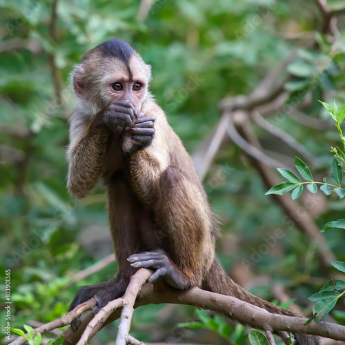 capuchin monkey cub on tree branch