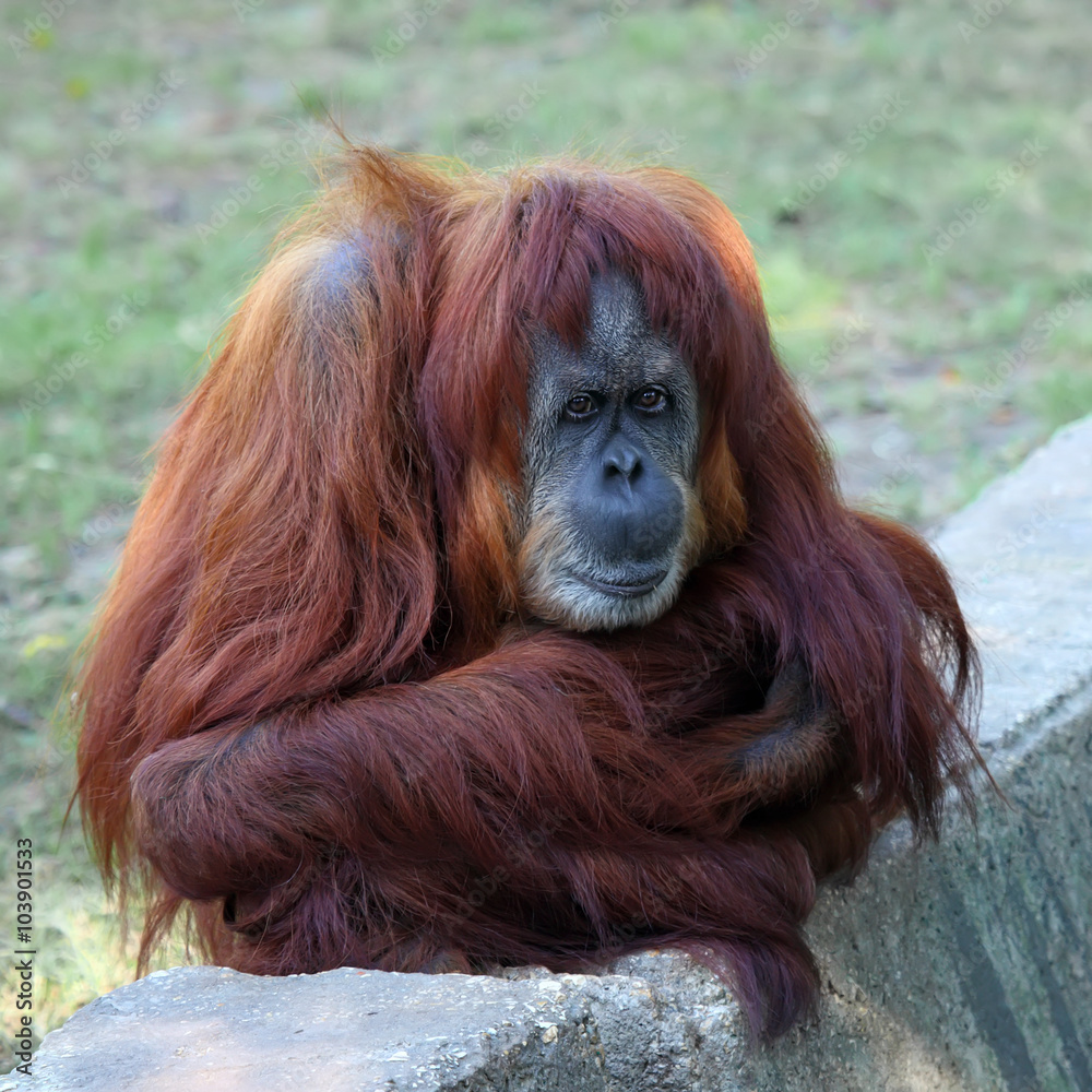 Orangutan in captivity in a zoo