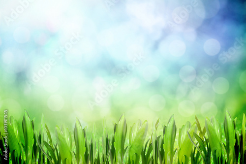 Grass meadow in the field