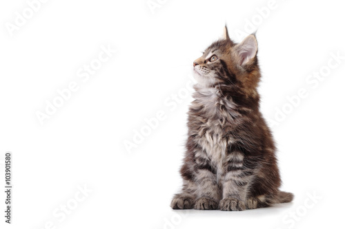Fotografie, Obraz Kotě sedí na bílém pozadí