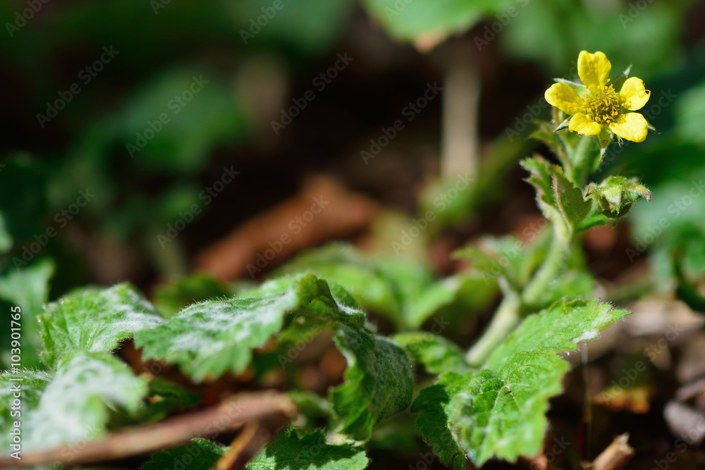 Wood avens (Geum urbanum). A yellow flowered plant in the rose family (Rosaceae), growing in a British woodland Wood avens (Geum urbanum). A yellow flowered plant in the rose family (Rosaceae), growing in a British woodland