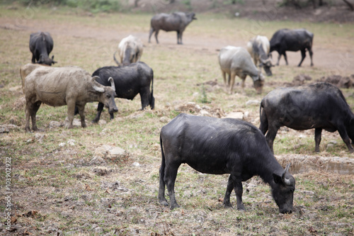 asia buffalo in country field