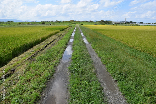 農道と田園風景／山形県の庄内地方で、農道と田園風景を撮影したローカルイメージの写真です。