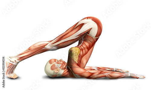 3D female medical figure in yoga pose