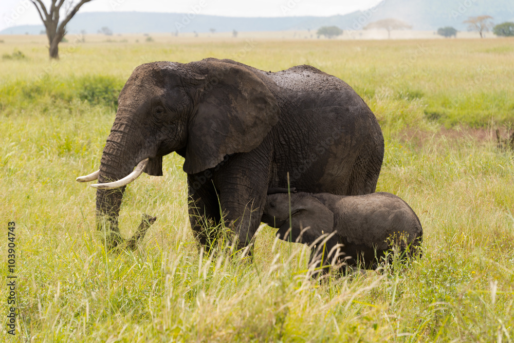 elephant family in serengeti national park, tanzania