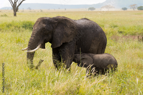 elephant family in serengeti national park  tanzania