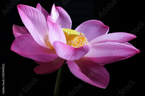 lotus flower isolated on black background