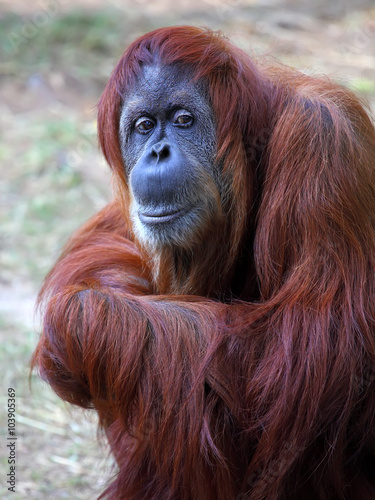 Orangutan in captivity in a zoo,looking in the distance