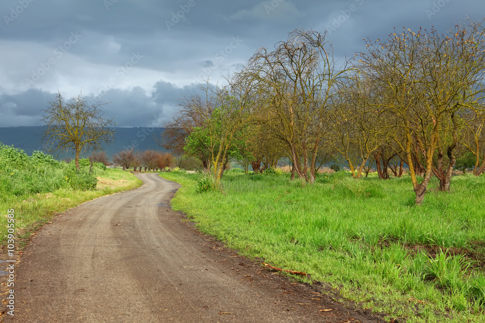 Early spring in Israel. Clouds Before the Rain Began, green grass,trees and clear air .