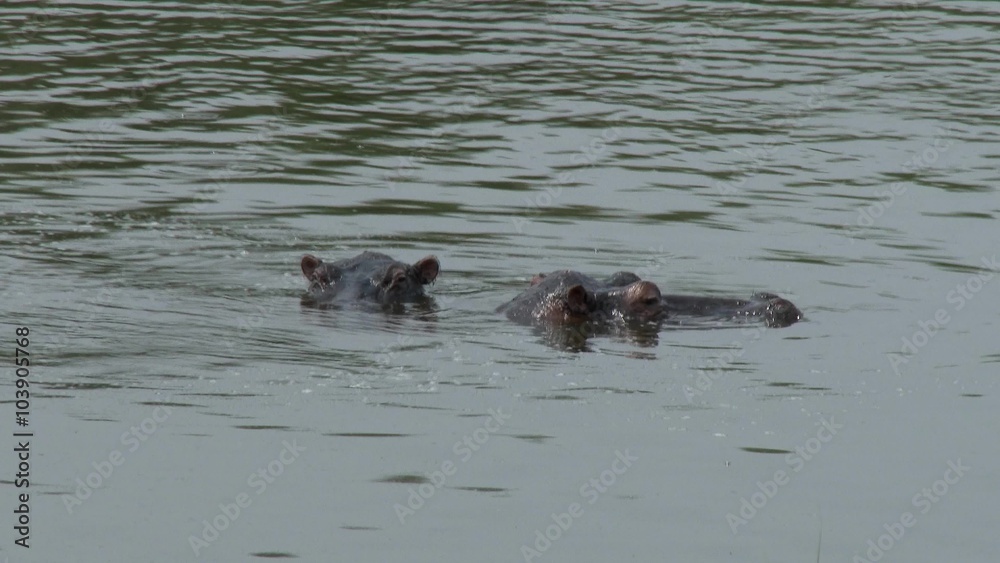 Two Hippos breathing in the rivers of Akagera national park. Two Hippos breathing in the rivers of Akagera national park.