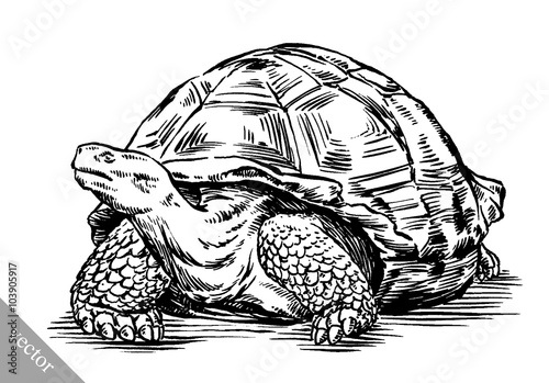 engrave ink draw turtle illustration