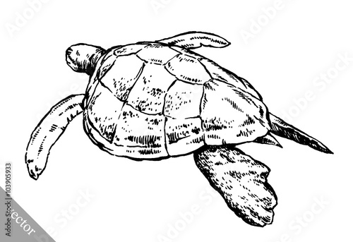 engrave ink draw turtle illustration