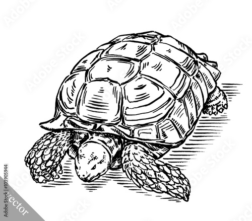 engrave ink draw turtle illustration