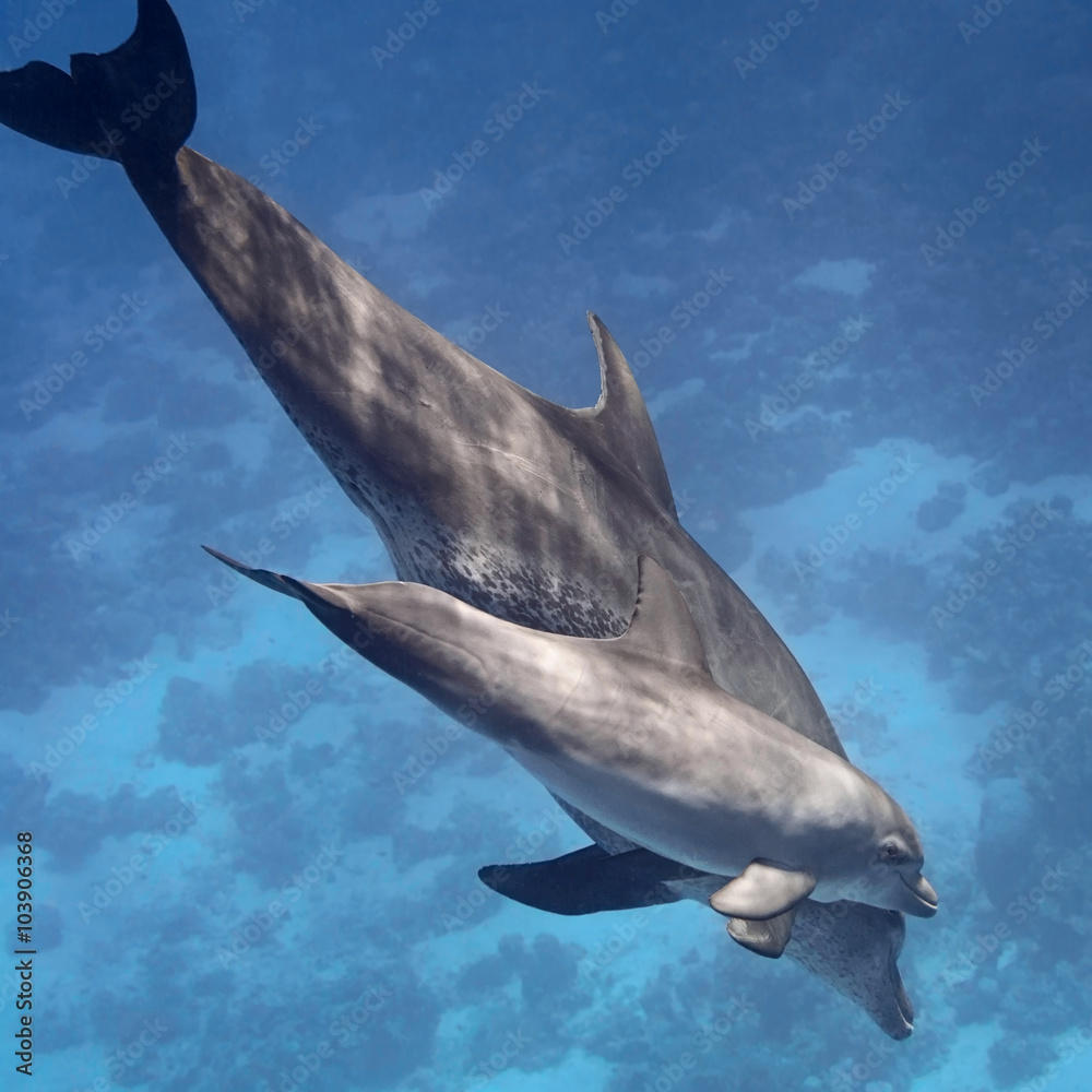 Obraz premium Two dolphins (baby and mother) swimming in water of the blue tropical sea
