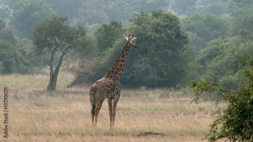 Small birds sitting on a giraffe in the Akagera national park.