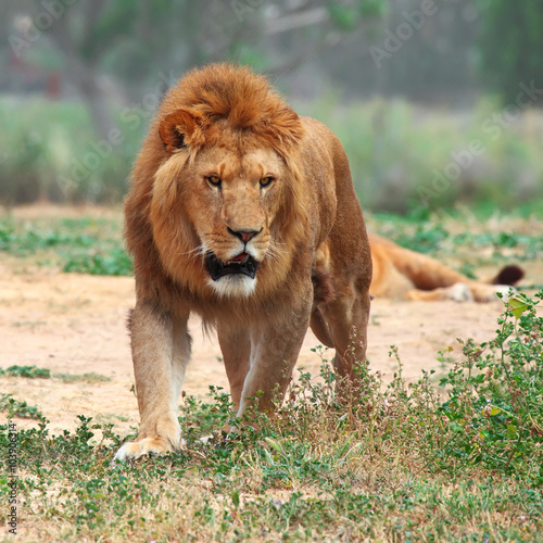 Wallpaper Mural Close Up picture of a male lion on the grass Torontodigital.ca