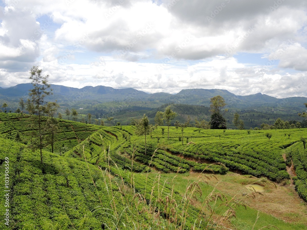 Tea plantations in Nuwara Elia