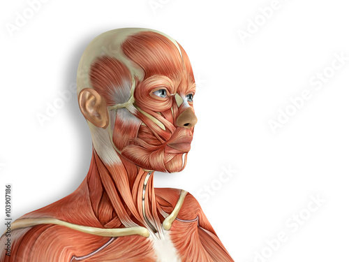 Female Face Muscles Anatomy