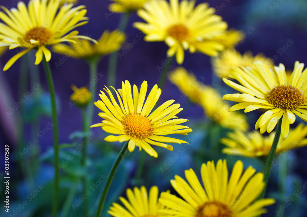 yellow daisy flowers yellow daisy flowers