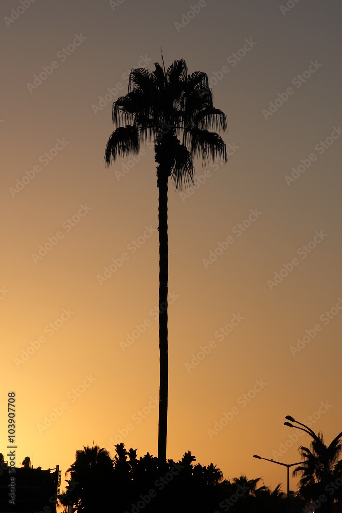 Sunset over silhouette of palm trea in seaside