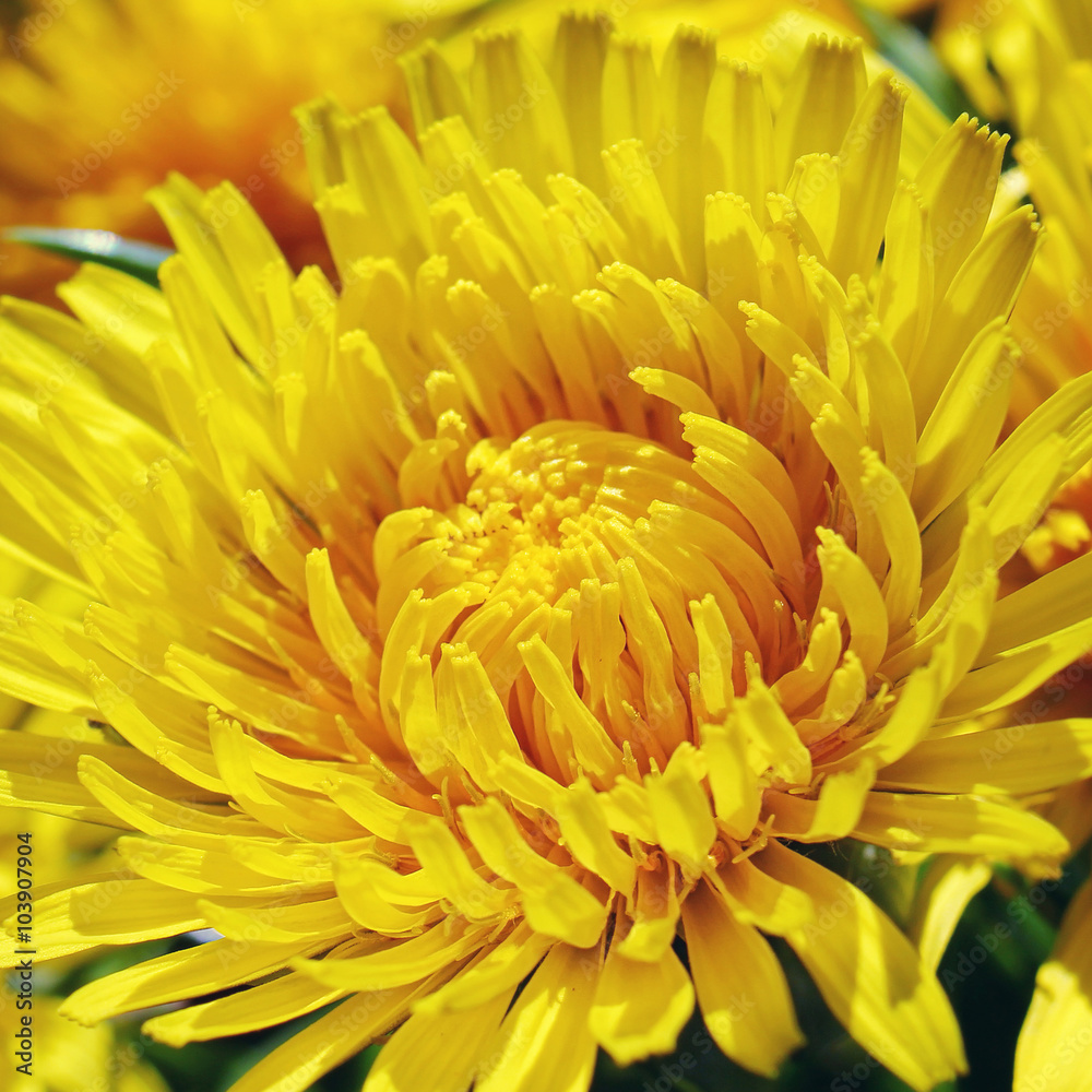 Beautiful fresh yellow flower heads,closeup Beautiful fresh yellow flower heads,closeup