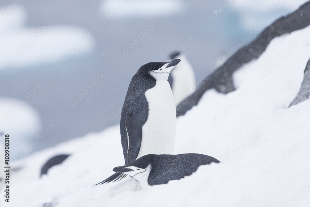 Obraz premium Chinstrap penguin, Antarctica.