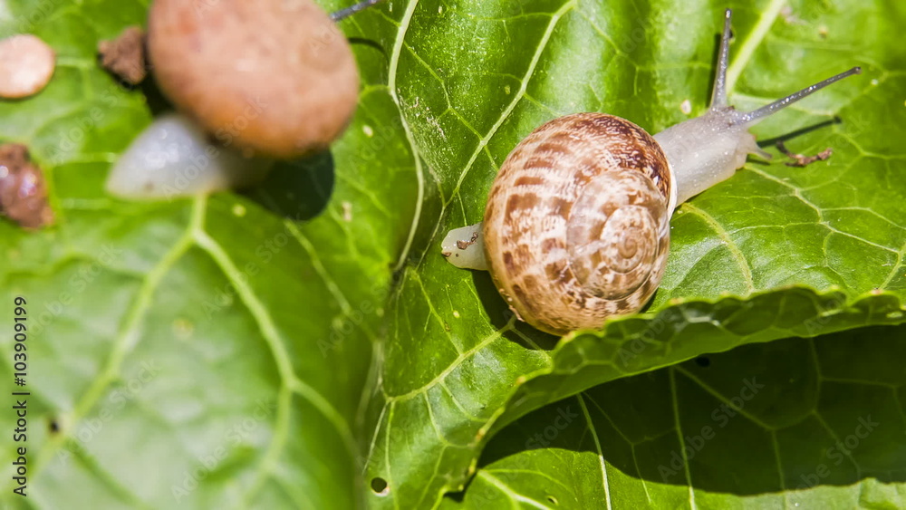 Garden Snails Crawling on a Green Leaf Garden Snails Crawling on a Green Leaf