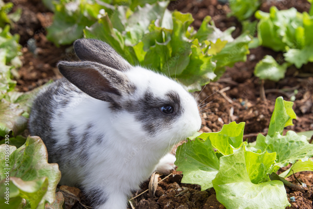 Fototapeta premium Little rabbit eating lettuce in garden