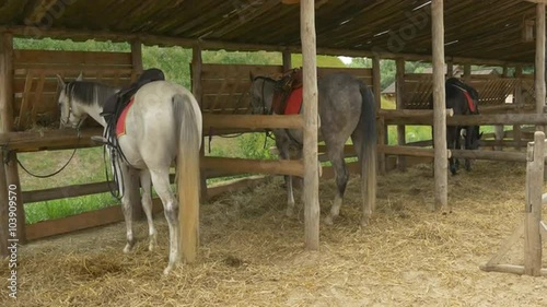 Three Horses Are in Stable Beating a Hoofs Feeding Swaying With Tails Eating From Manger Hay is On a Floor Right Side View Ethnographic Museum Kievan Russ photo