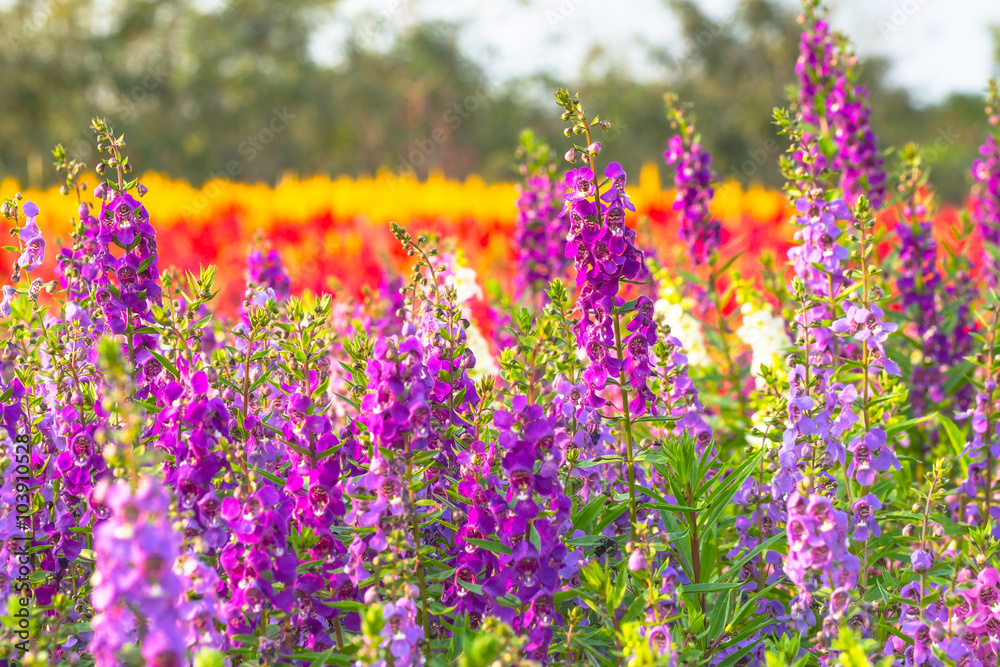 Obraz premium Flower background